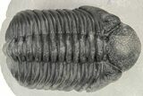 Large Phacopid (Drotops) Trilobite - Nice Eye Preservation #233837-2